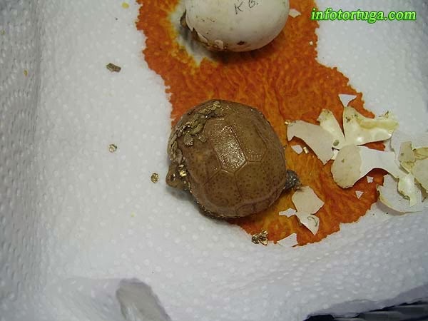 Kinixys belliana saliendo del huevo