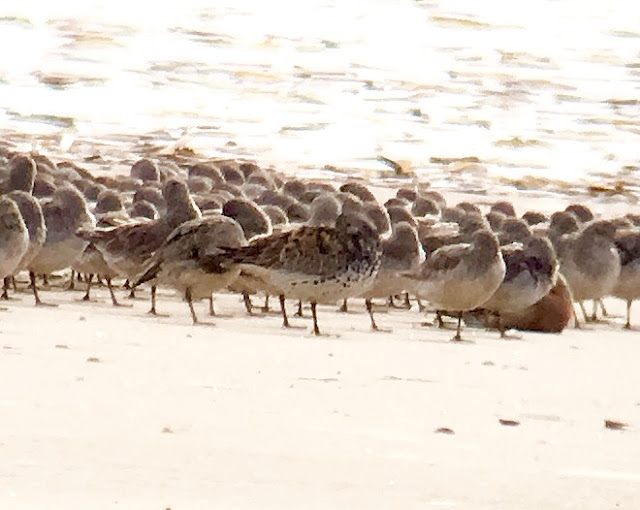 Great Knot - Titchwell RSPB, Norfolk