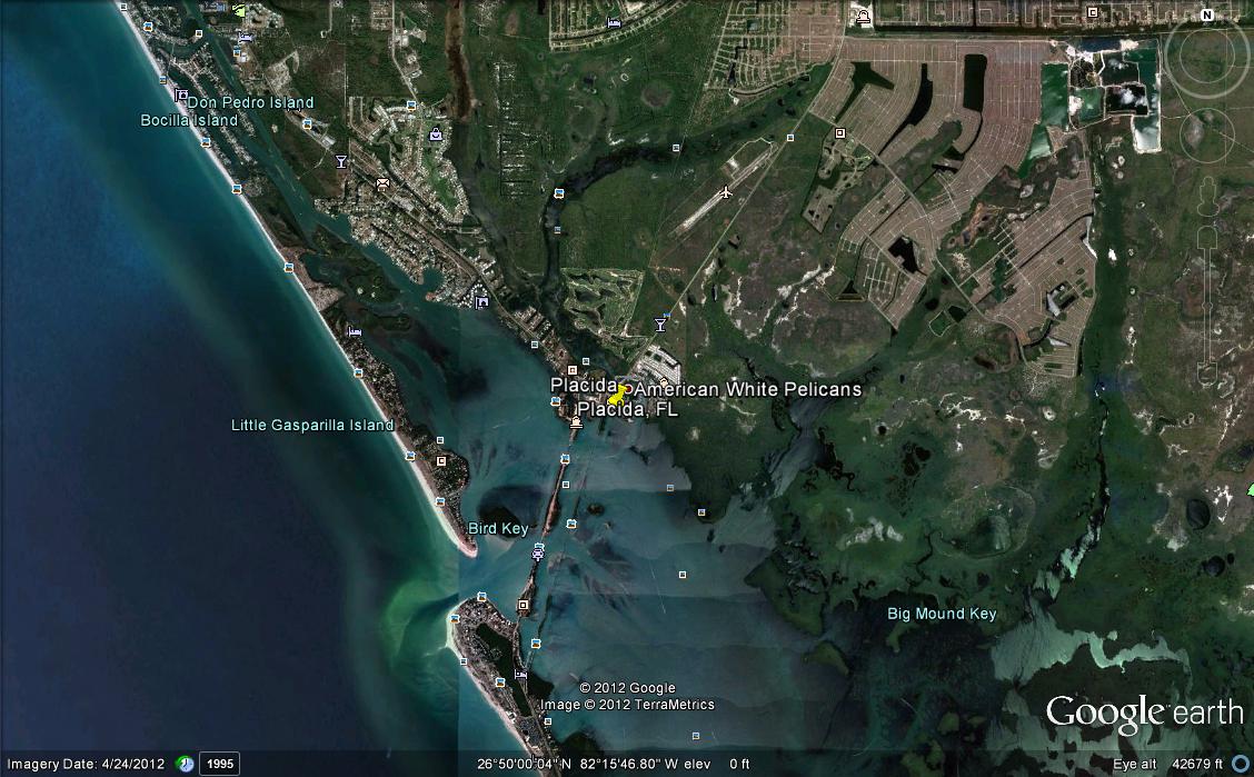 Field Notes and Photos American White Pelicans return to Placida