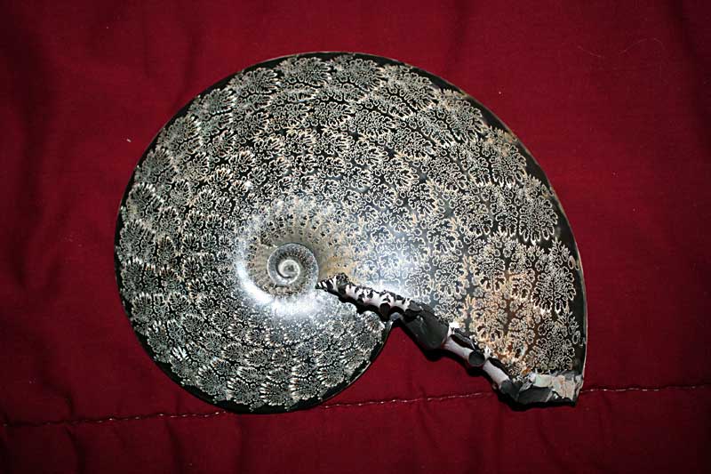 Louisville Fossils and Beyond: Placenticeras meeki Ammonite