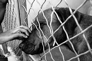 Dogs in Shelters (Ph Cr: Jesse Groppi/Sandbox )