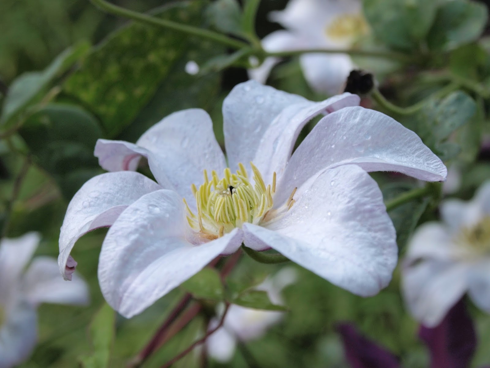 Trädgård i torslanda: clematis huldine