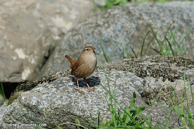 Cargolet (Troglodytes troglodytes)