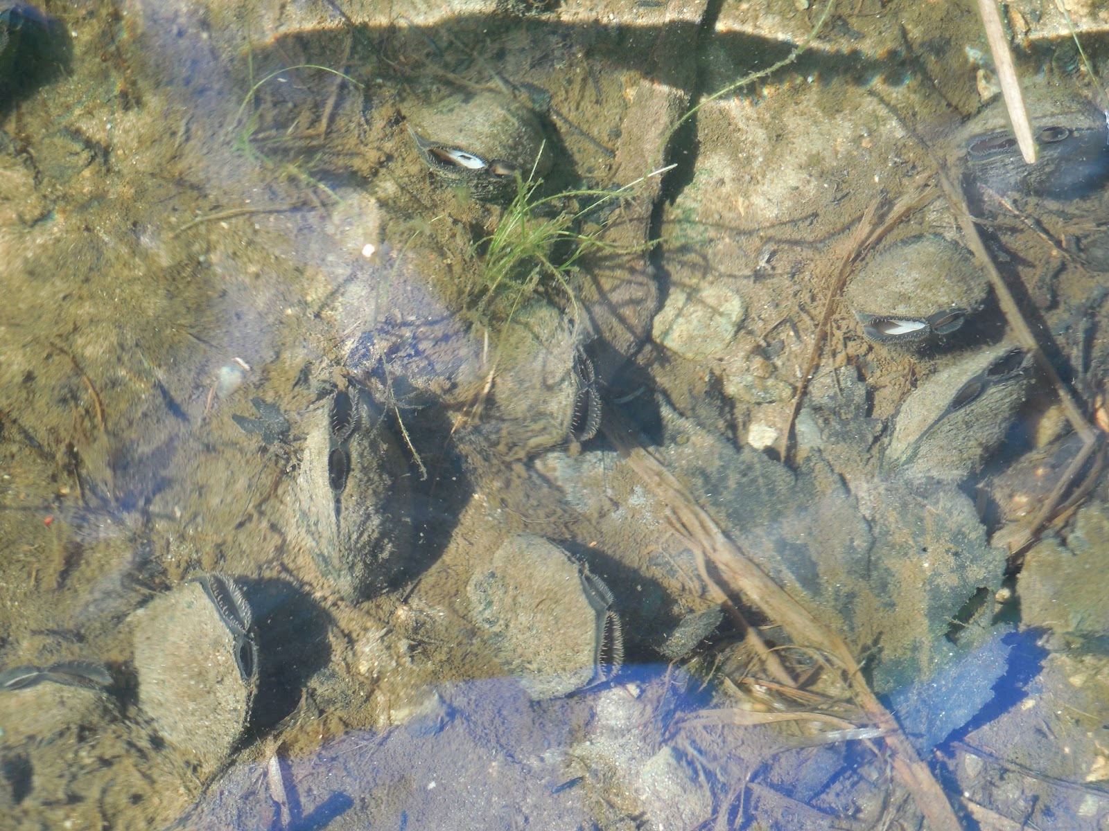 Share it! Science See it? Share it! Freshwater Mussels