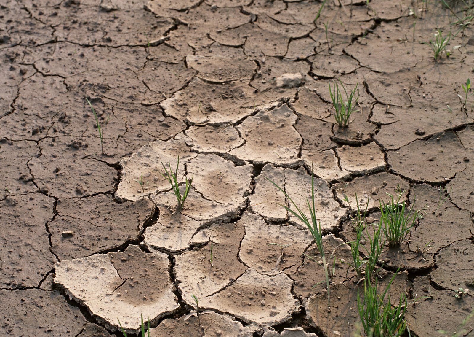 Неприятный почва. Деградация почв, эрозия, опустынивание. Истощение почвы. Снижеение плодородия поч. Деградация почв.