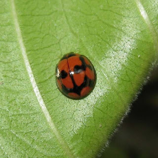 a Ladybird