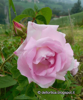 confettura di rosa. gelatina di tarassaco, sali aromatici, oleolito di iperico, oleolito di rosmarino, oleolito di lavanda, oleolito di cipresso, oleolito di salvia, lavanda dittamo erbe officinali, piccoli frutti