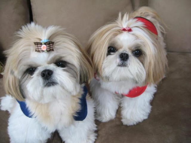 3. Não socializar os shih tzu com outros cachorros
