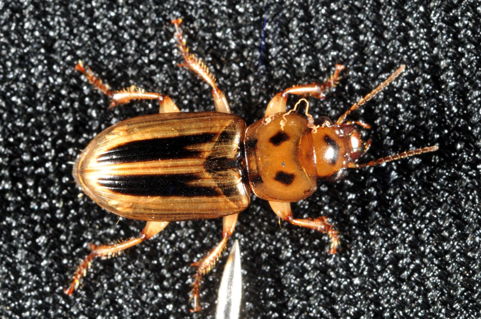 Purdue Turf Tips Seed Corn Beetle Being Reported By Superintendents 