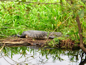 Lazy Daze at Lettuce Lake in Tampa