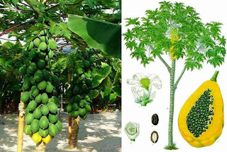 Papaya Farming Business