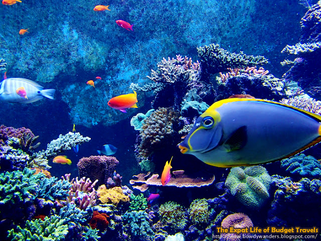 bowdywanders.com Singapore Travel Blog Philippines Photo :: Singapore :: Marine Life Park: S.E.A. Aquarium – World’s Largest Aquarium 