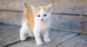 cat cat