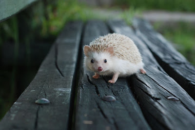 Beautiful Hedgehog Images of All Time