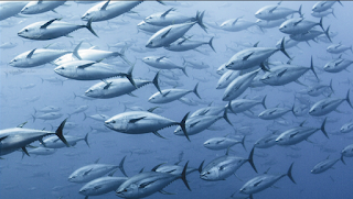 world of fish migration