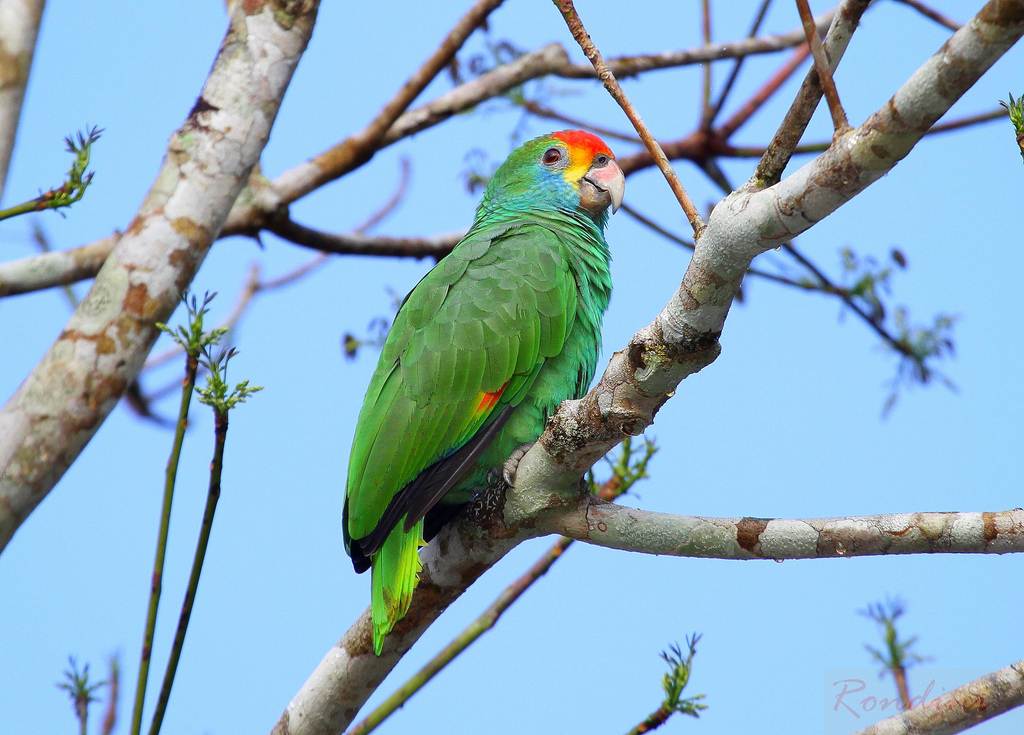 Papagaio-Chauá (Amazona rhodocorytha)