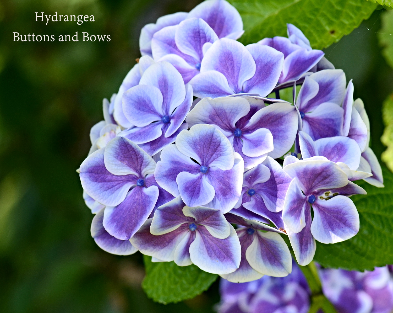 Flat Bottom Flowers Another Hydrangea In The Collection