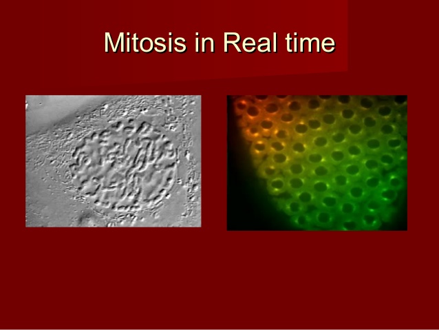 Mitosis in real-time in super closeup (Not CGI) via Mashable