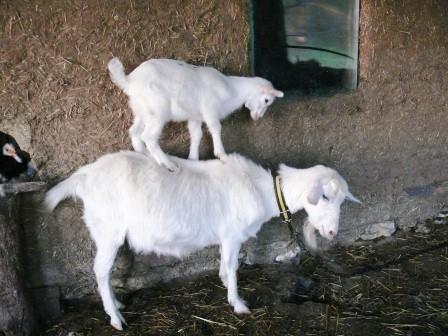 сколько козлят рожает коза