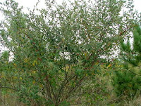 Autumn Olive Tree1