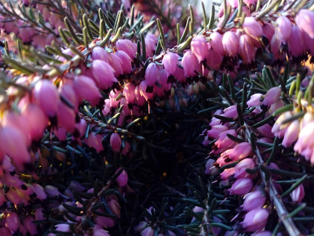 Brezo rosado (Erica x darleyensis).