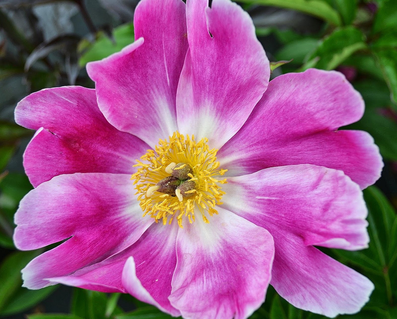 The Outlaw Gardener Vashon Island Part 3; Visiting Kathy's Corner Nursery