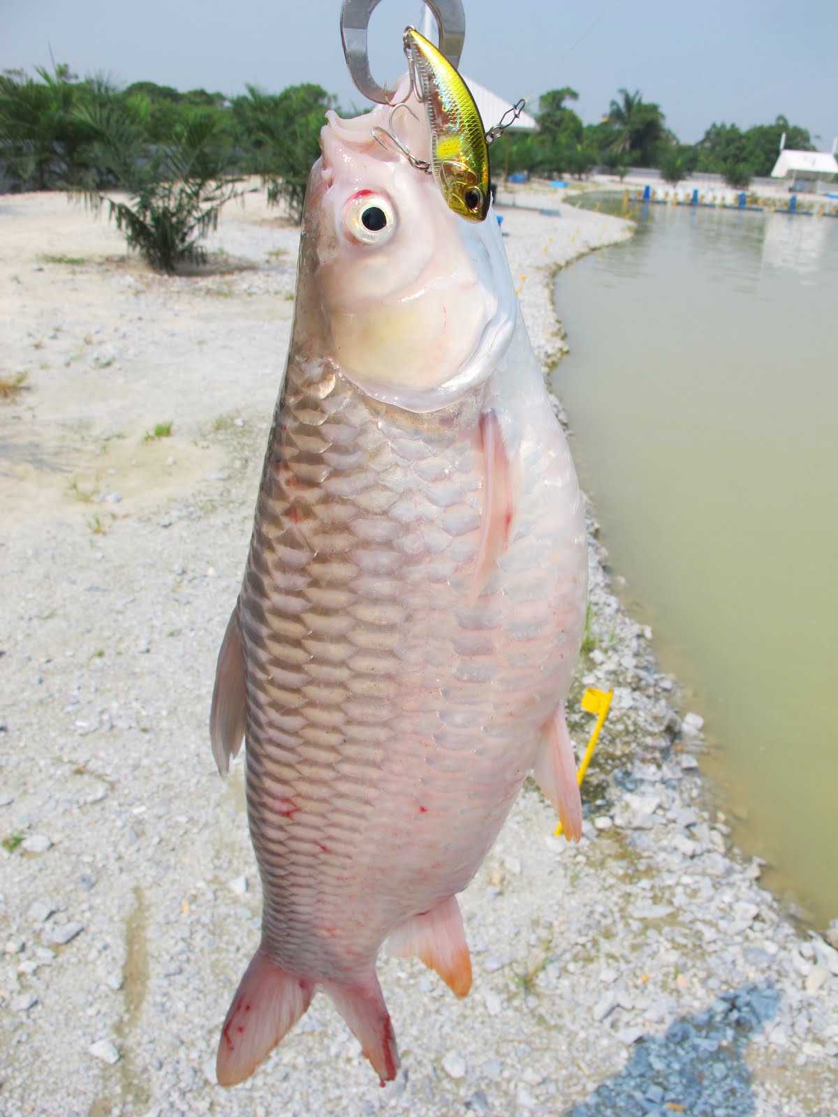 Tackle Source: ONE LIL' BEAST OF A ROD!