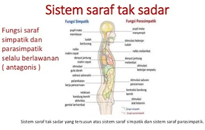 Sistem Saraf Tak Sadar (Otonom) - berbagaireviews.com