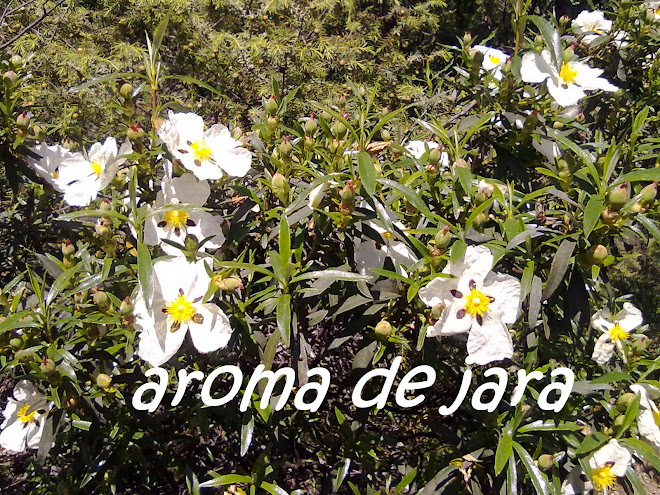 AROMA DE JARA