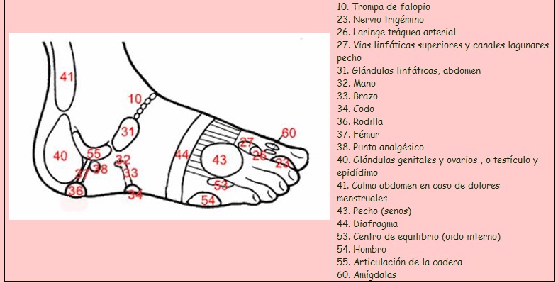 zonas reflejas en el exterior del pie en la reflexologia podal | la web