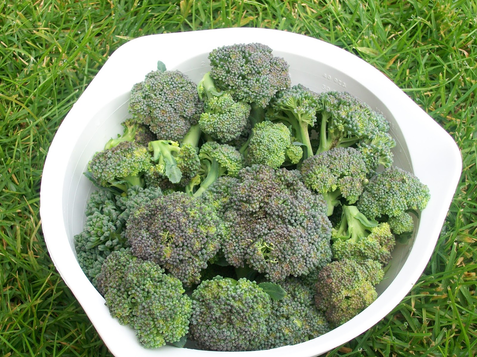 My Abundant Life Growing Broccoli
