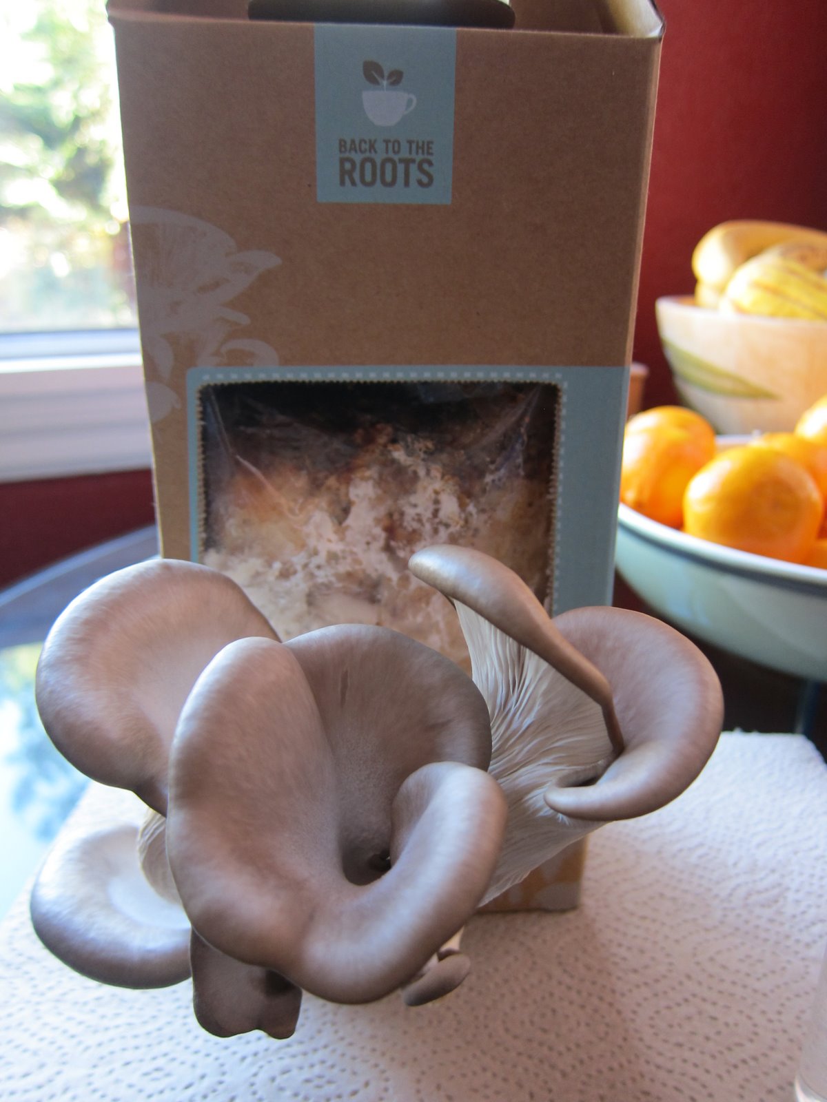 WholeFoodVegan Homegrown Oyster Mushroom Stir Fry