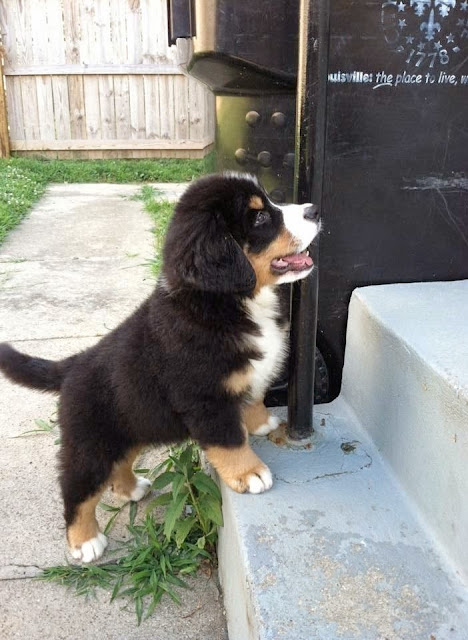 Adorable Bernese Mountain Dog Puppy