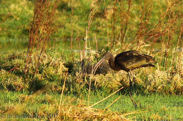 Glossy Ibis at Ely Glossy%2BIbis%2B4