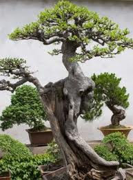 foto bonsai