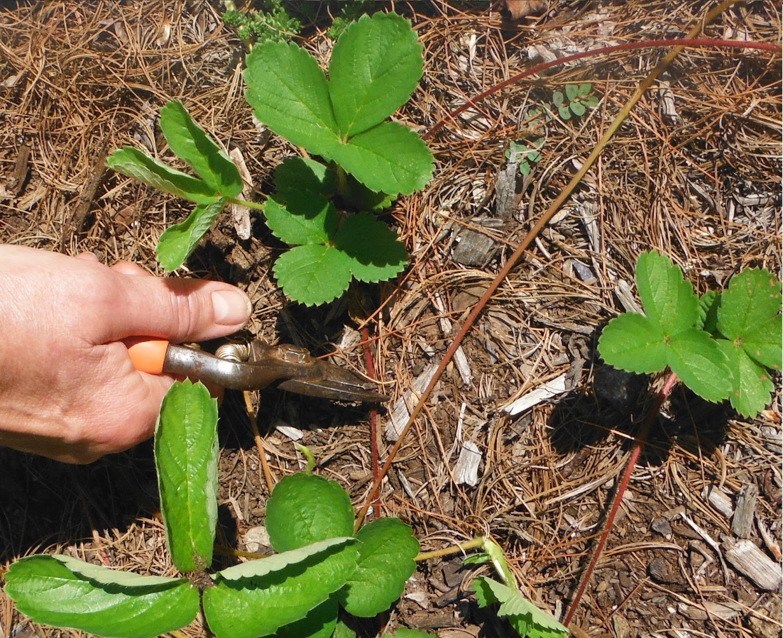The Dracut Garden Club Strawberry Plants