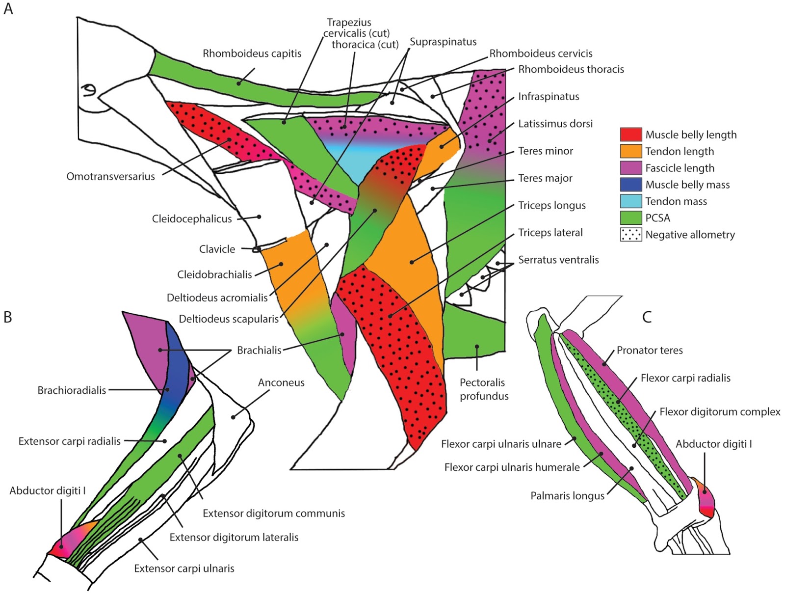 A (palaeo)biologist postdoc's views of the past, present and future
