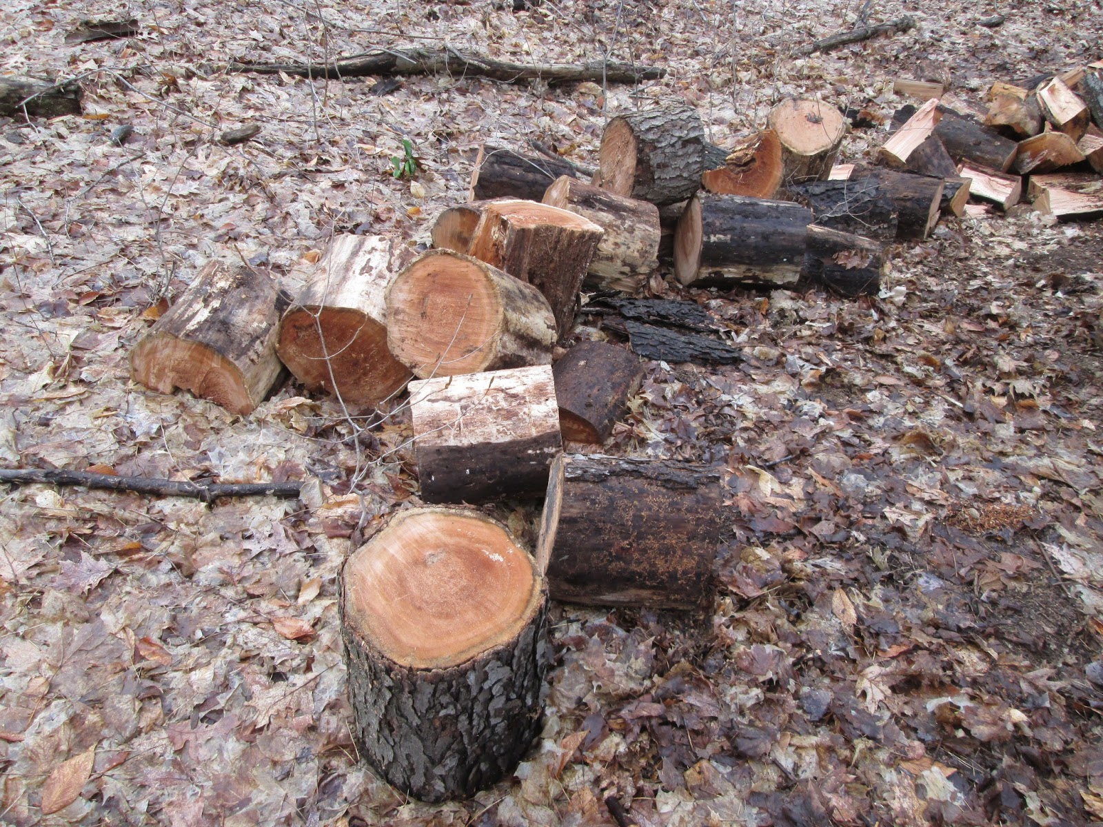 Landscape Paintings...Harry Stooshinoff Black Cherry Firewood