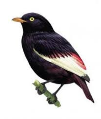 endangered birds brazil