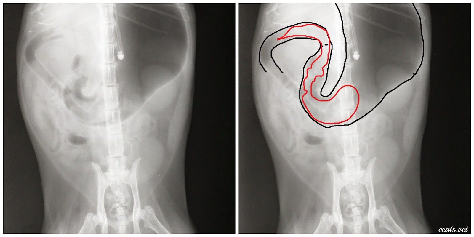 Can A Hairball Cause Diarrhea In Cats at Fred Carpenter blog