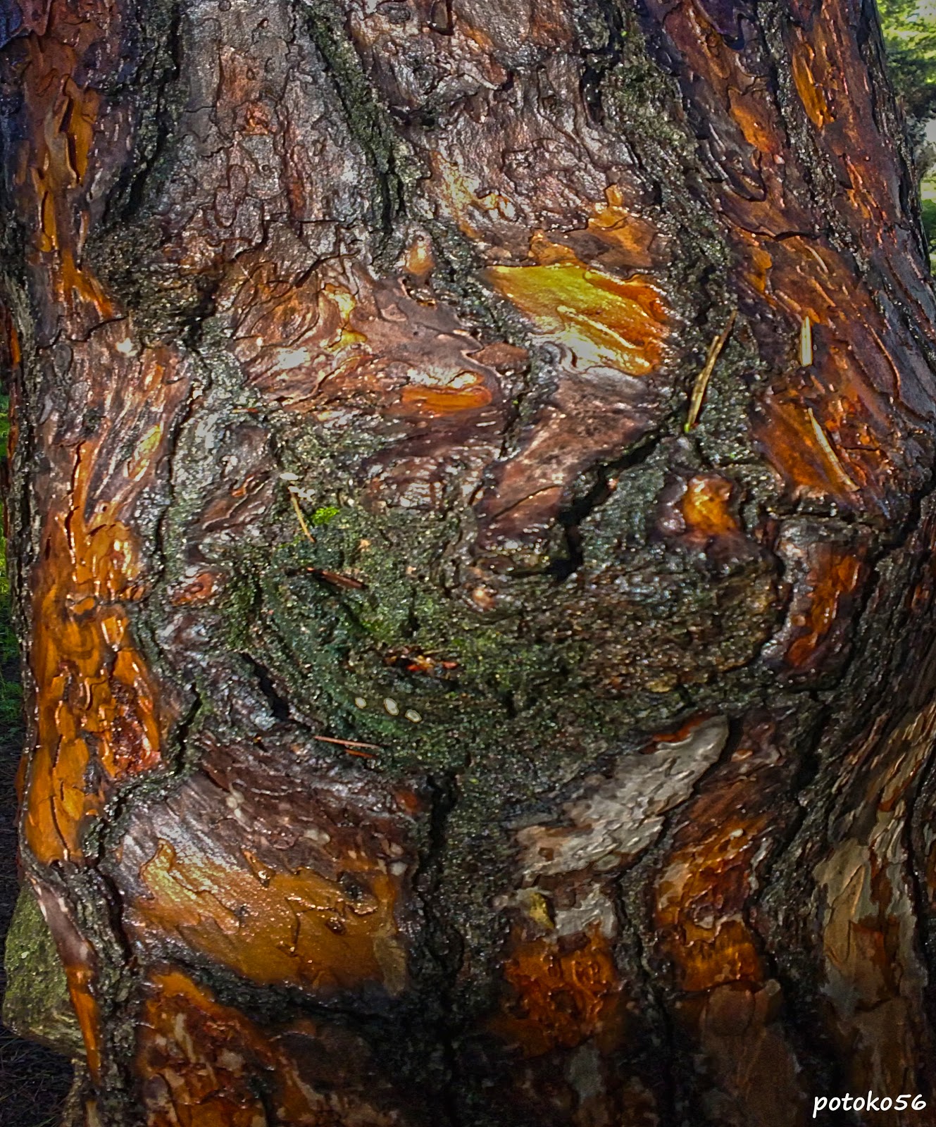 Nudo de árbol, Tronco de pino,  Árbol adulto, Fotografía
