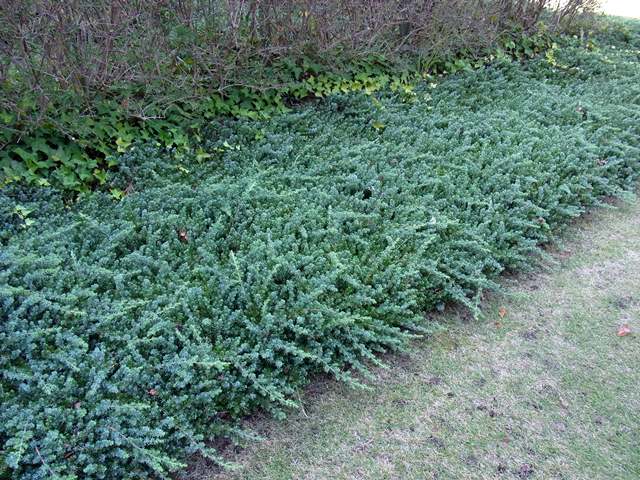 新・植物歳時記 ~Nature and plants in Kanagawa~