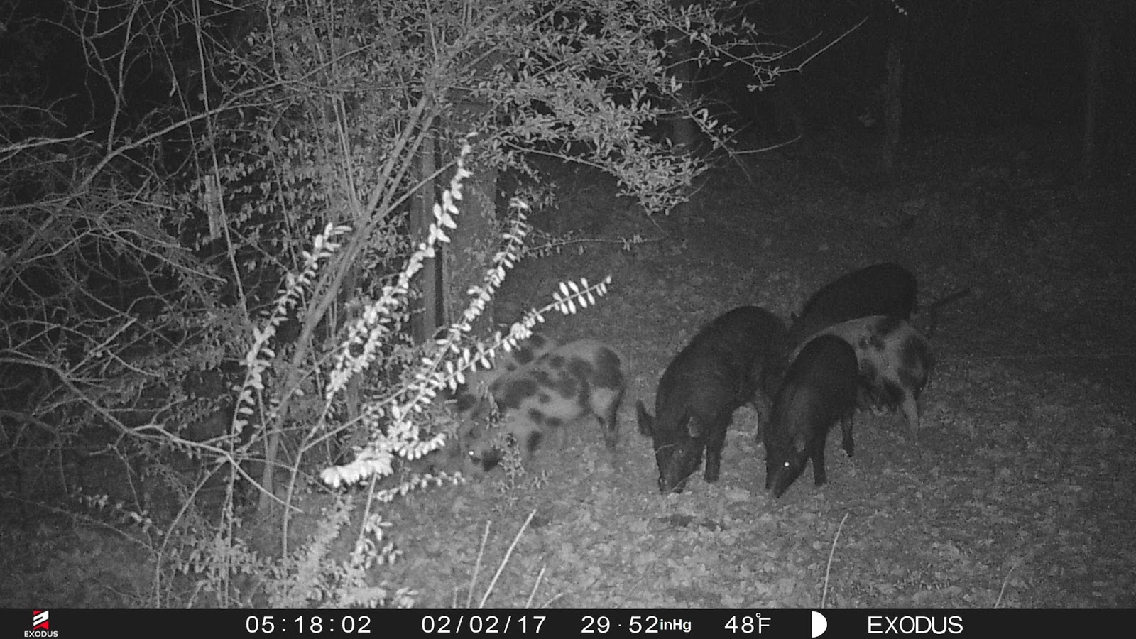 The Family Ware Hogs