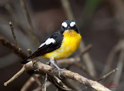 flycatcher rumped yellow korean ficedula malaysia birds tricolor