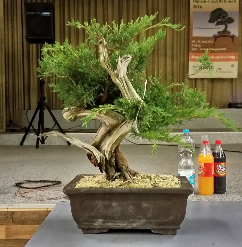 Bonsai Koryuu Kai Leipzig bonsai show