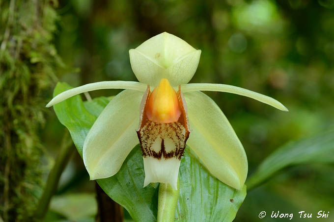 My Orchid species of Sabah