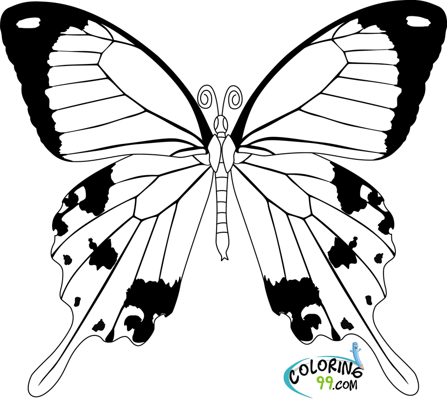 Butterfly Coloring Pages | Team colors