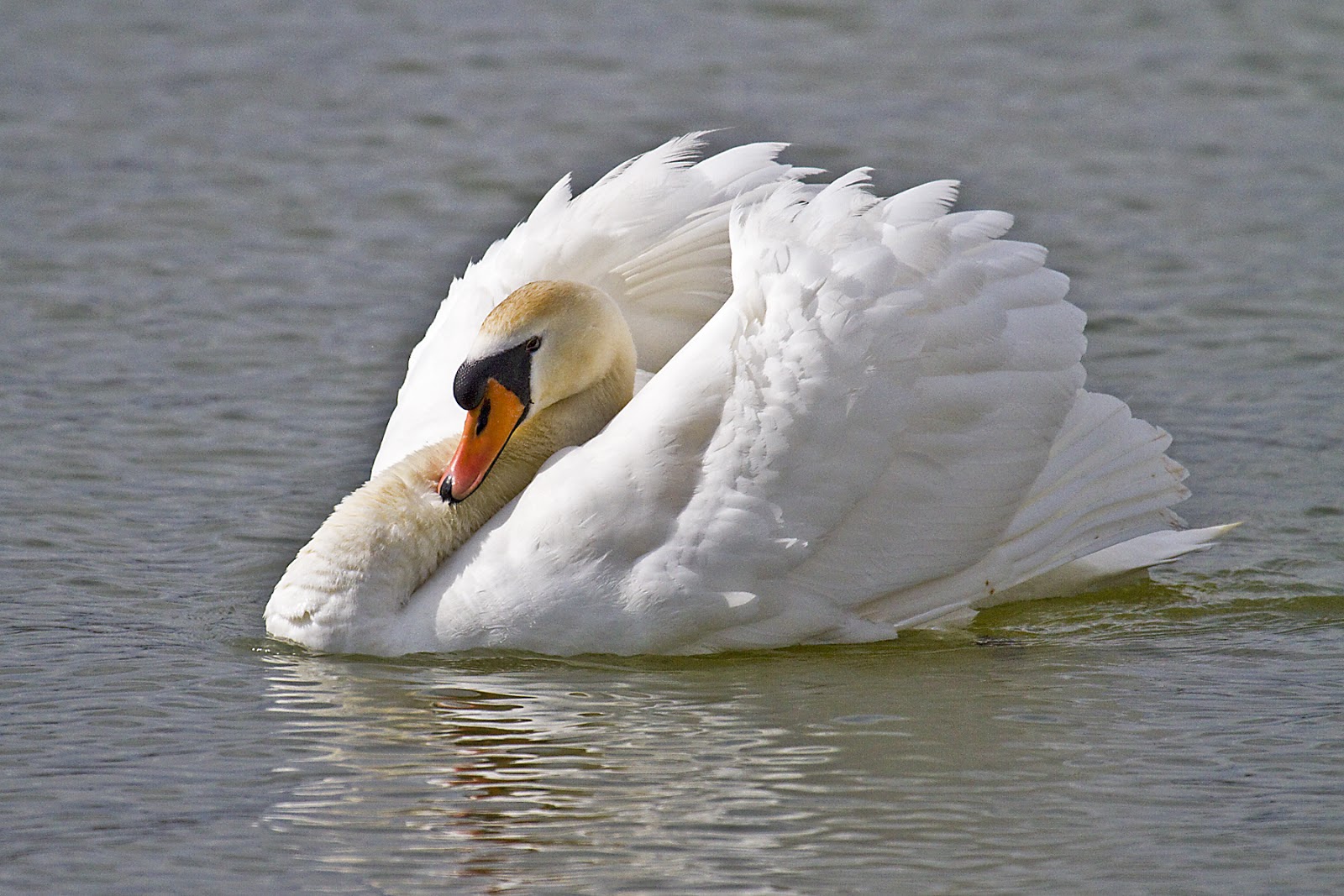 Лебедь длинная шея. Swan. Swans Swans are Dead. Swan from s. What is the Swan.