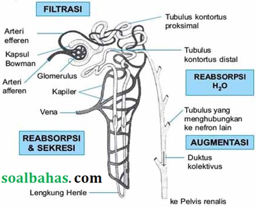 jawab ipa smp terpadu