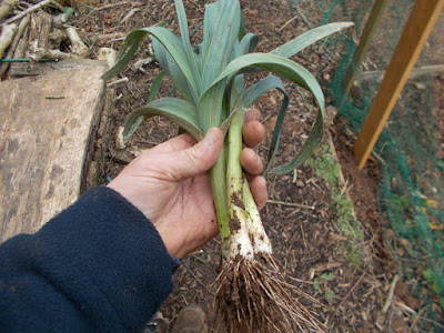 Leek harvest Grow your own 80 Minute Allotment Green Fingered Blog